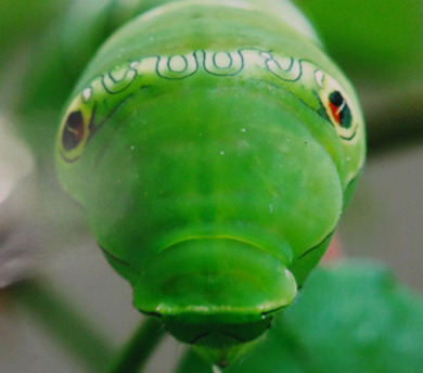 幼虫の顔.jpg